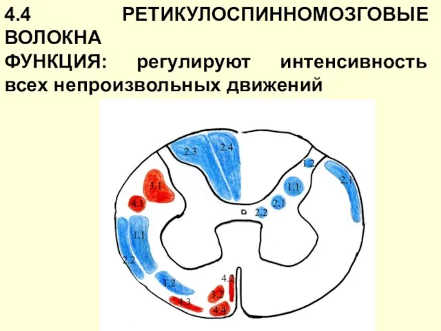 4.4 РЕТИКУЛОСПИННОМОЗГОВЫЕ ВОЛОКНА ФУНКЦИЯ: регулируют интенсивность всех непроизвольных движений