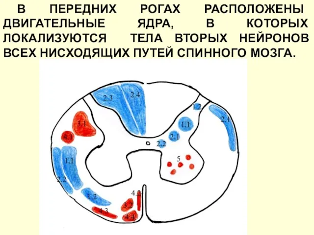 В ПЕРЕДНИХ РОГАХ РАСПОЛОЖЕНЫ ДВИГАТЕЛЬНЫЕ ЯДРА, В КОТОРЫХ ЛОКАЛИЗУЮТСЯ ТЕЛА ВТОРЫХ