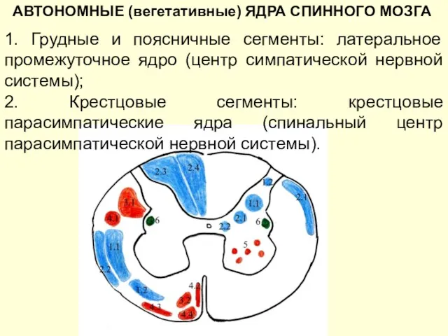 АВТОНОМНЫЕ (вегетативные) ЯДРА СПИННОГО МОЗГА 1. Грудные и поясничные сегменты: латеральное