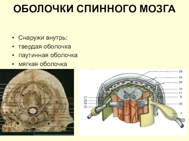 ОБОЛОЧКИ СПИННОГО МОЗГА Снаружи внутрь: твердая оболочка паутинная оболочка мягкая оболочка