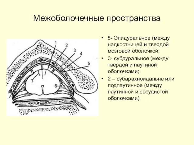 Межоболочечные пространства 5- Эпидуральное (между надкостницей и твердой мозговой оболочкой; 3-