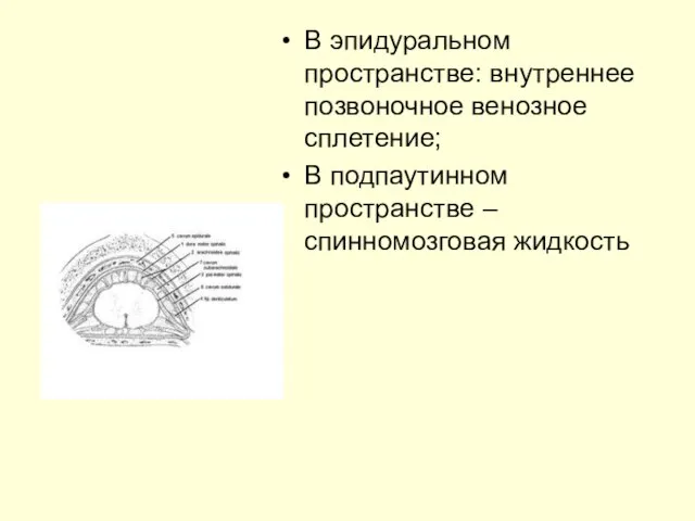 В эпидуральном пространстве: внутреннее позвоночное венозное сплетение; В подпаутинном пространстве – спинномозговая жидкость