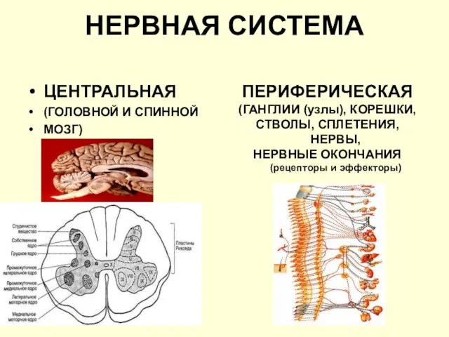 НЕРВНАЯ СИСТЕМА ЦЕНТРАЛЬНАЯ (ГОЛОВНОЙ И СПИННОЙ МОЗГ) ПЕРИФЕРИЧЕСКАЯ (ГАНГЛИИ (узлы), КОРЕШКИ,