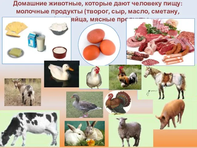 Домашние животные, которые дают человеку пищу: молочные продукты (творог, сыр, масло, сметану, кефир), яйца, мясные продукты.