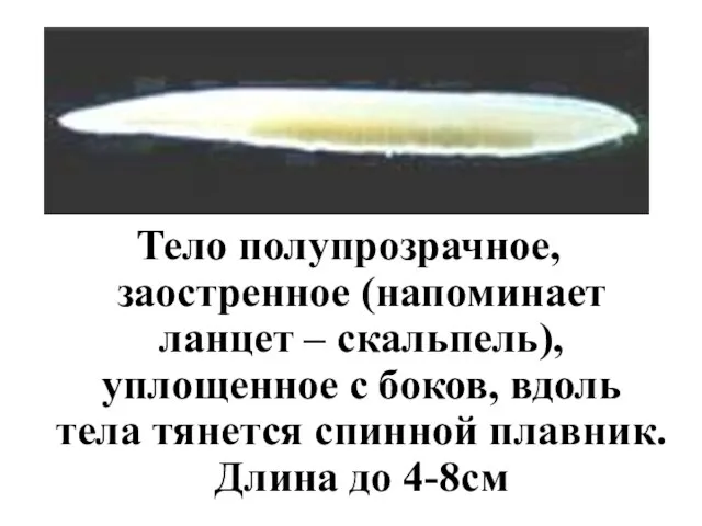 Тело полупрозрачное, заостренное (напоминает ланцет – скальпель), уплощенное с боков, вдоль