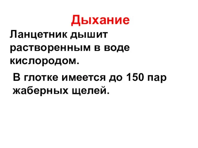 Дыхание Ланцетник дышит растворенным в воде кислородом. В глотке имеется до 150 пар жаберных щелей.