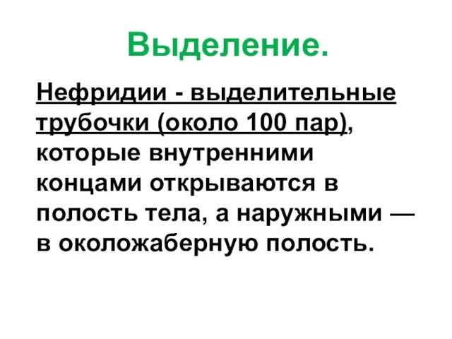 Выделение. Нефридии - выделительные трубочки (около 100 пар), которые внутренними концами