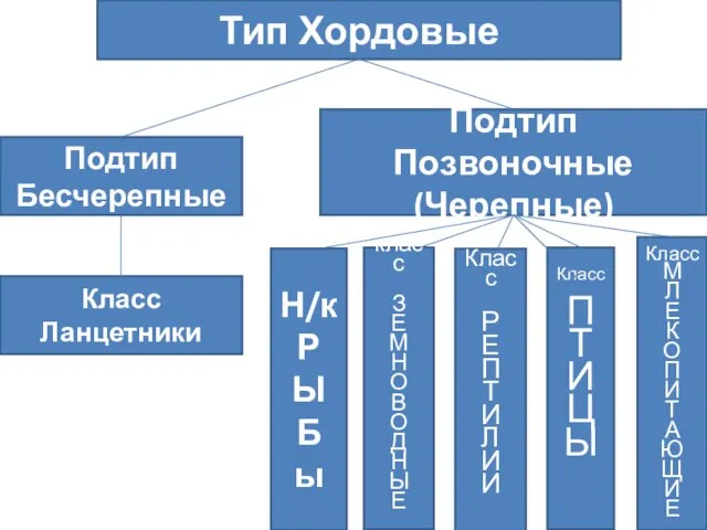 Тип Хордовые Подтип Бесчерепные Подтип Позвоночные (Черепные) Класс Ланцетники Н/к Р