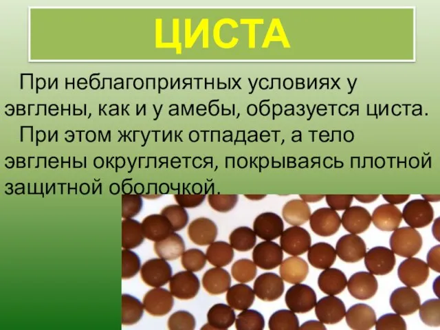 При неблагоприятных условиях у эвглены, как и у амебы, образуется циста.