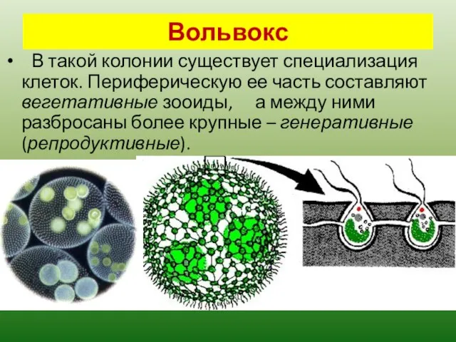 Вольвокс В такой колонии существует специализация клеток. Периферическую ее часть составляют