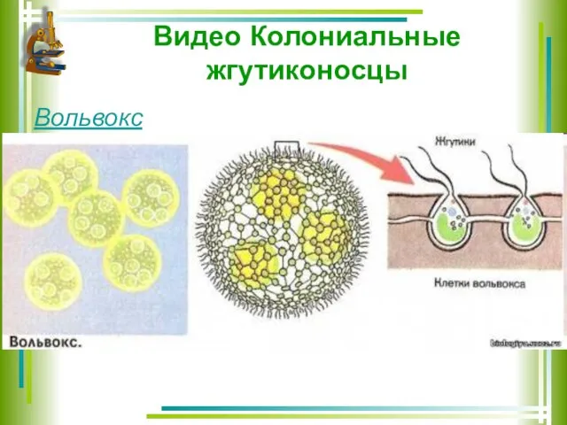 Видео Колониальные жгутиконосцы Вольвокс