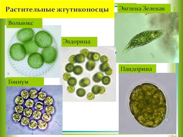 Растительные жгутиконосцы