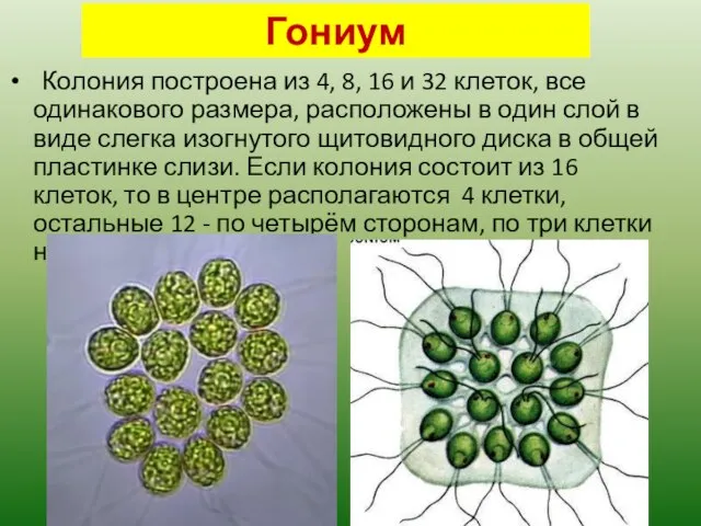 Гониум Колония построена из 4, 8, 16 и 32 клеток, все