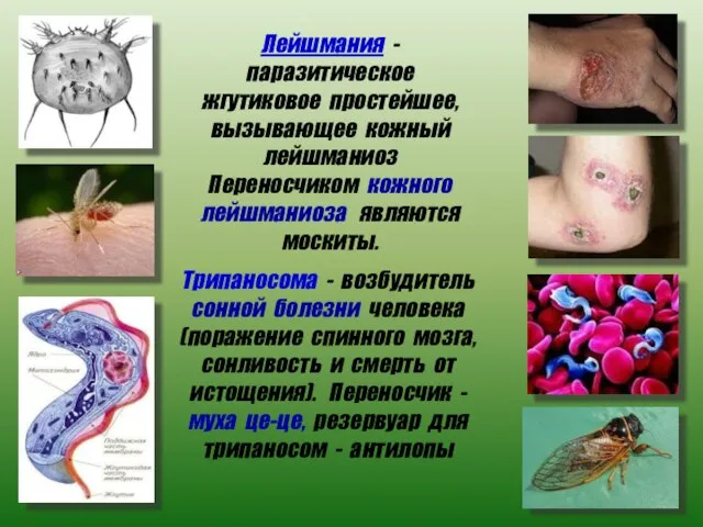 Лейшмания - паразитическое жгутиковое простейшее, вызывающее кожный лейшманиоз Переносчиком кожного лейшманиоза