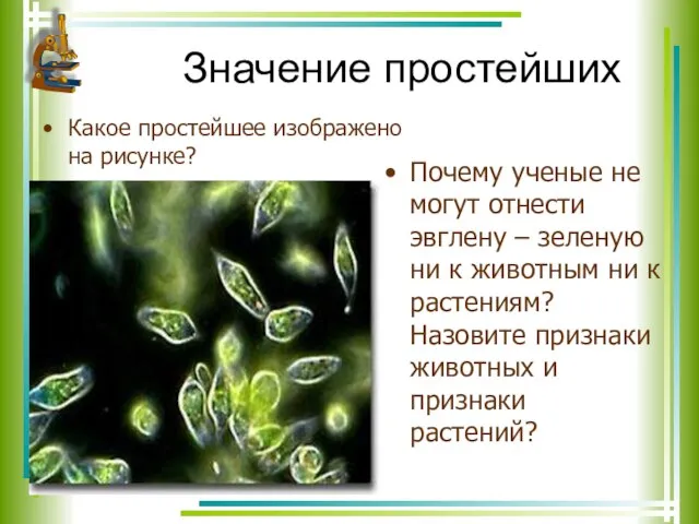 Значение простейших Какое простейшее изображено на рисунке? Почему ученые не могут