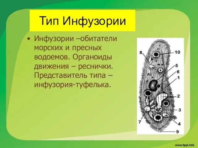 Тип Инфузории Инфузории –обитатели морских и пресных водоемов. Органоиды движения – реснички. Представитель типа – инфузория-туфелька.