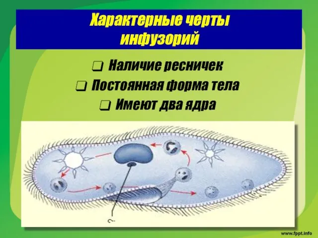 Характерные черты инфузорий Наличие ресничек Постоянная форма тела Имеют два ядра