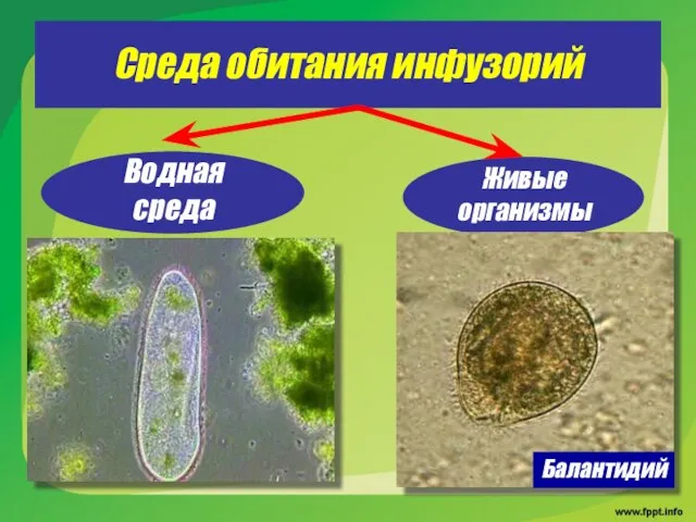 Среда обитания инфузорий Водная среда Живые организмы Балантидий