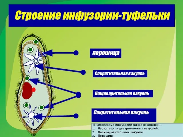 Строение инфузории-туфельки порошица Сократительная вакуоль Сократительная вакуоль Пищеварительная вакуоль В цитоплазме