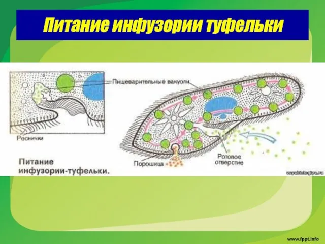 Питание инфузории туфельки