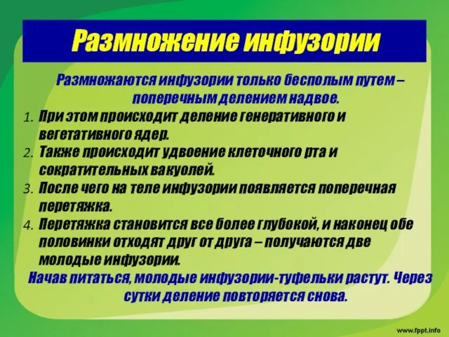 Размножение инфузории Размножаются инфузории только бесполым путем – поперечным делением надвое.