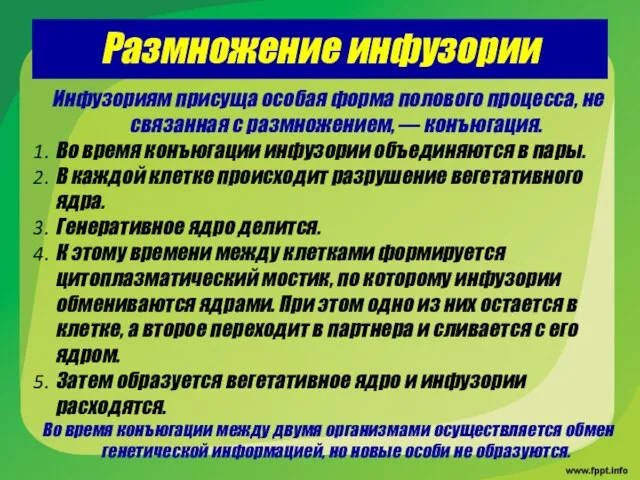 Размножение инфузории Инфузориям присуща особая форма полового процесса, не связанная с