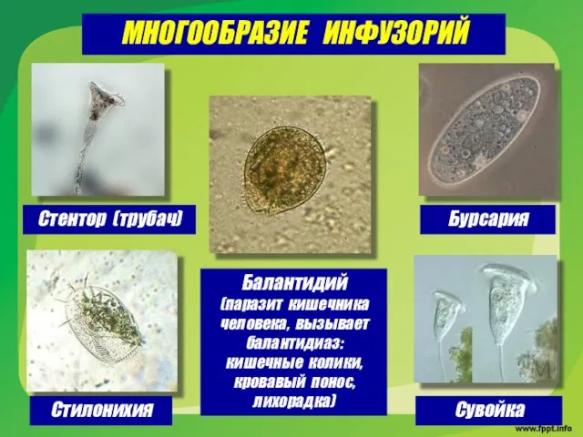 МНОГООБРАЗИЕ ИНФУЗОРИЙ Стентор (трубач) Балантидий (паразит кишечника человека, вызывает балантидиаз: кишечные