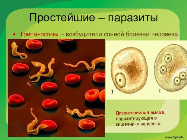 Простейшие – паразиты Трипаносомы – возбудители сонной болезни человека. Дизентерийная амеба, паразитирующая в кишечнике человека.