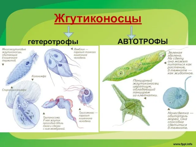 Жгутиконосцы гетеротрофы АВТОТРОФЫ