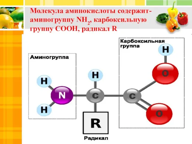 Молекула аминокислоты содержит- аминогруппу NH2, карбоксильную группу COOH, радикал R