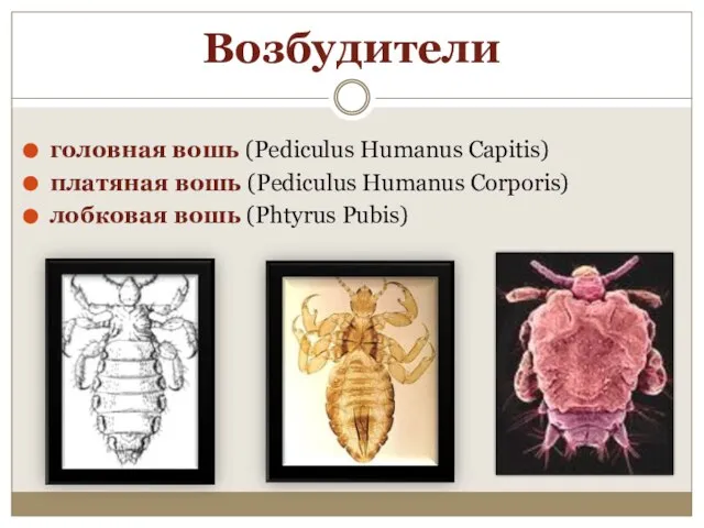 Возбудители головная вошь (Pediculus Humanus Capitis) платяная вошь (Pediculus Humanus Corporis) лобковая вошь (Phtyrus Pubis)