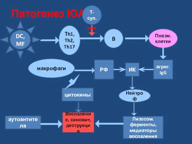 Патогенез ЮА Лизосом. ферменты, медиаторы воспаления Воспаление, синовит, деструкция ИК агрег.