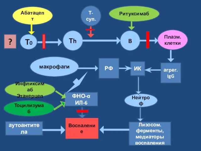 Лизосом. ферменты, медиаторы воспаления Воспаление ? ИК агрег. IgG РФ Тh