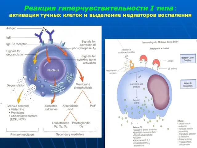 Реакция гиперчувствительности I типа: активация тучных клеток и выделение медиаторов воспаления