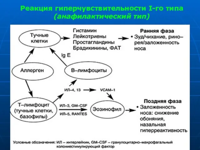 Реакция гиперчувствительности I-го типа (анафилактический тип)