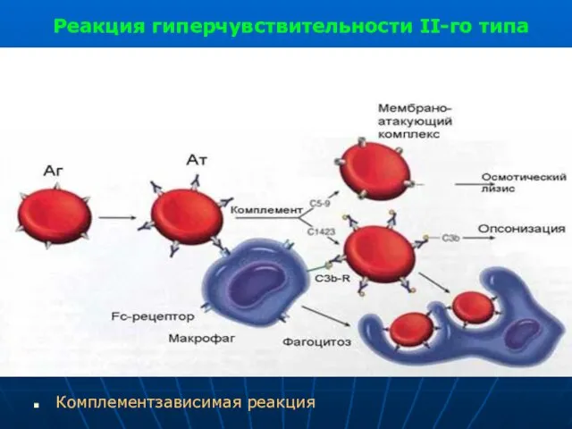 Реакция гиперчувствительности II-го типа Комплементзависимая реакция