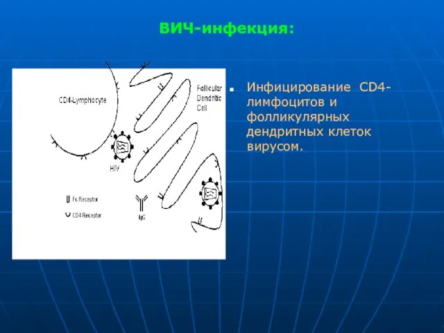 ВИЧ-инфекция: Инфицирование CD4-лимфоцитов и фолликулярных дендритных клеток вирусом.