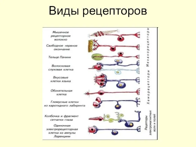 Виды рецепторов