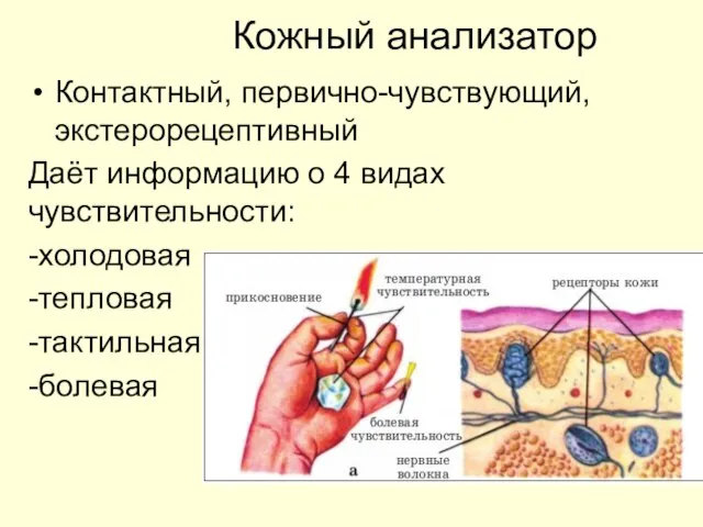 Контактный, первично-чувствующий, экстерорецептивный Даёт информацию о 4 видах чувствительности: -холодовая -тепловая -тактильная -болевая Кожный анализатор