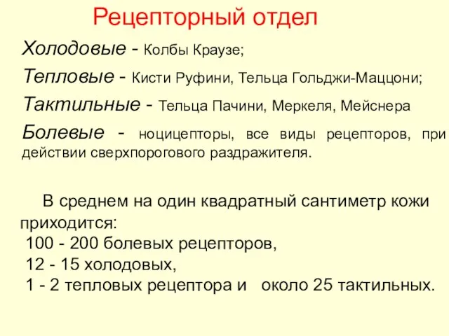 Рецепторный отдел Холодовые - Колбы Краузе; Тепловые - Кисти Руфини, Тельца