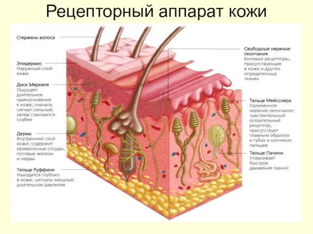 Рецепторный аппарат кожи