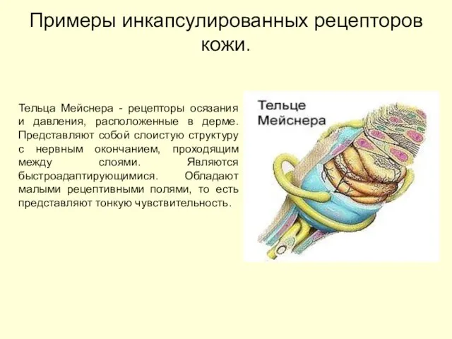 Примеры инкапсулированных рецепторов кожи. Тельца Мейснера - рецепторы осязания и давления,