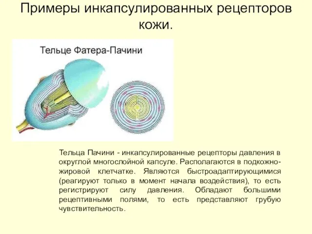 Примеры инкапсулированных рецепторов кожи. Тельца Пачини - инкапсулированные рецепторы давления в