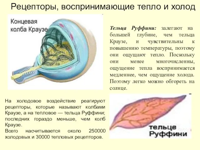 Тельца Руффини: залегают на большей глубине, чем тельца Краузе, и чувствительны