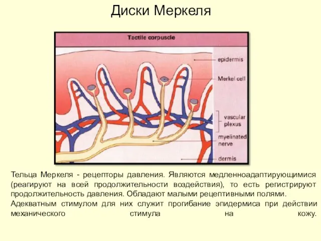 Тельца Меркеля - рецепторы давления. Являются медленноадаптирующимися (реагируют на всей продолжительности