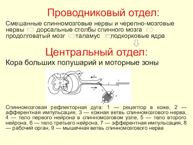 Проводниковый отдел: Смешанные спинномозговые нервы и черепно-мозговые нервы дорсальные столбы спинного