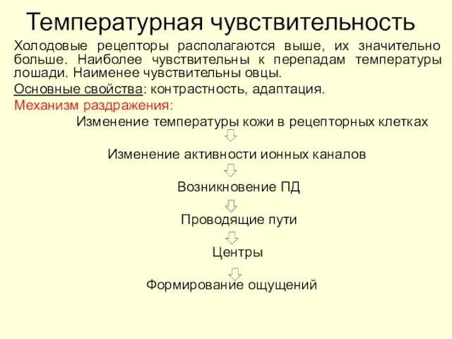 Температурная чувствительность Холодовые рецепторы располагаются выше, их значительно больше. Наиболее чувствительны