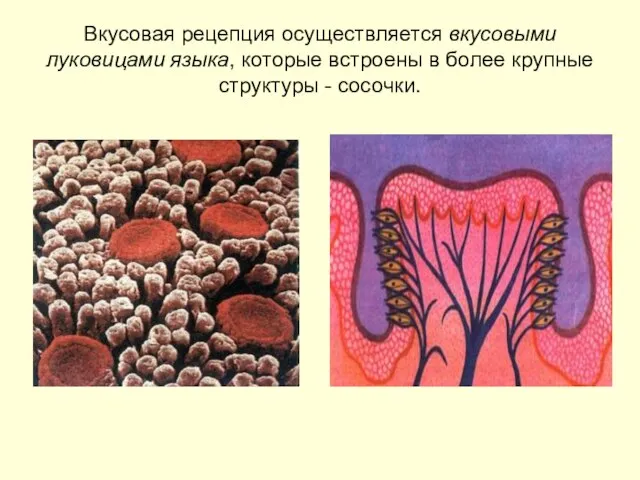 Вкусовая рецепция осуществляется вкусовыми луковицами языка, которые встроены в более крупные структуры - сосочки.