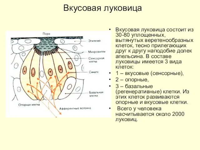 Вкусовая луковица Вкусовая луковица состоит из 30-80 уплощенных, вытянутых веретенообразных клеток,