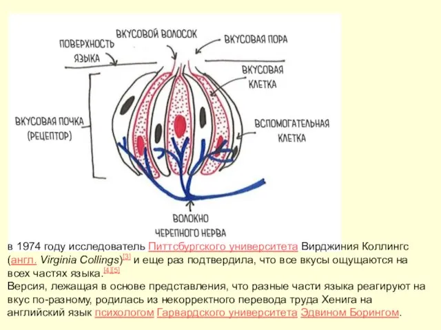 в 1974 году исследователь Питтсбургского университета Вирджиния Коллингс (англ. Virginia Collings)[3]